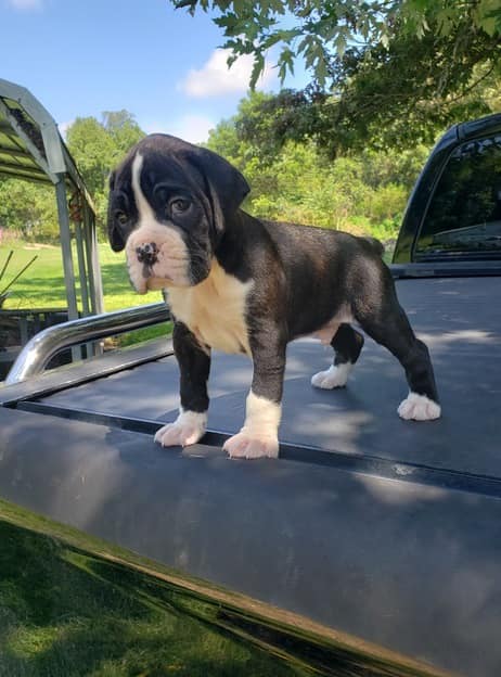  Amazing Boxer puppies for sale