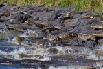 Sinkhole, Sinkhole, dozens of alligators gathered at a giant sinkhole, Alligator