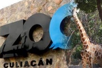 Mexico’s Association of Zoos, Culiacan Zoo, animals abandoned during coronavirus lockdown are rescued by a zoo in mexico, Culiacan zoo