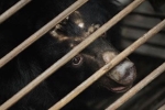 China, Tan Re Qing, bear bile touted as a potent coronavirus treatment by china, South east asia