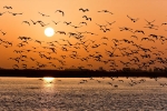 State of India’s birds 2020, Indian birds, india witnesses alarming decline in the bird habitat, Red list