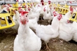 Bird flu new updates, Bird flu, bird flu outbreak in the usa triggers doubts, Chicken