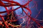 Blood Vessels Stretch, Blood Vessels Stretch experts, how far can blood vessels stretch if laid out end to end, Blood vessels stretch