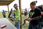 pythons in florida, pythons in florida, florida s everglades now have 1 000 fewer pythons, Life management