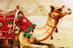 Camel Milk good or bad, Camel Milk new breaking, benefits and side effects of camel milk, Lifestyle