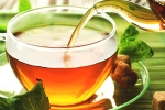 green tea, herbs, is consuming tea linked to immunity, Green tea