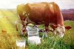 Cow Milk Consumption, Cow Milk India, ten health benefits of consuming cow milk, Osteoporosis