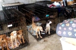 Dog Meat South Korea news, Dog Meat South Korea, consuming dog meat is a right of consumer choice, Korea