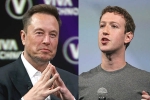 Elon Musk Vs Mark Zuckerberg latest, Elon Musk, elon musk vs mark zuckerberg rivalry, Walrus