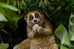 Slow lorises, Red list, cute but deadly the critically endangered slow lorises, Pets