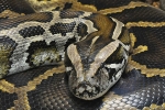 Python Hunters In Florida, Florida Announces Prizes For Python Hunters, florida announces prizes for python hunters, Cprf