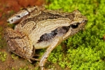 South Indian Frog Mucus Kills H1 Flu Virus, Frog Mucus Kills Flu Virus, south indian frog mucus kills flu virus, Fungal pesticides