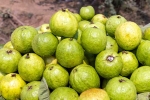 Guava new updates, Guava good for health, who should be careful with guava, Juice Guava new updates, Guava good for health, who should be careful with guava, Juice
