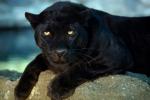 Florida river, Florida river, human applaud female panther crosses florida river, Biologists
