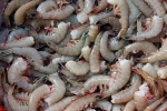 United States, Indian shrimp ban, indian shrimp faces threat of ban in u s, Turtle