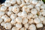 Garlic Vs Mosquito Repellent facts, Garlic Vs Mosquito Repellent, is garlic a mosquito repellent, Usa