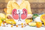 Kidneys Health doctors, Kidneys Health research, how to keep your kidneys healthy, Kidney function