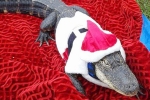 Florida woman has pet alligator, License for alligator, license sanctioned for rambo, Alligator