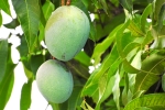 mango seeds for diabetes, mango leaves wikipedia, mango leaves seeds helps in reducing blood sugar and diabetes here s how, Mangoes