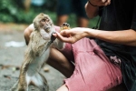 Monkey Bite advise, Monkey Bite, what to do after a monkey bite, Vaccine Monkey Bite advise, Monkey Bite, what to do after a monkey bite, Vaccine