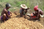 potato yield per acre, pepsico sue potato farmers, pepsico case potato farmers in gujarat seek compensation for harassment, Pepsico