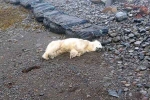 Polar Bear In Iceland, Polar Bear In Iceland breaking, polar bear appears in iceland for the first time in 8 years, Scientists