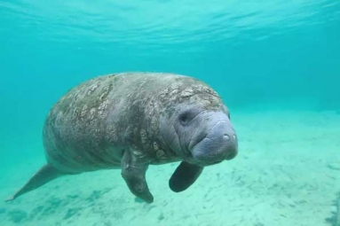 Toxic &#039;Red Tide&#039; in Florida Causes Rise in Manatee Deaths