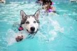 Swimming Dog Fitness, Swimming Dog Fitness, how can swimming boost your dog s fitness, Walking