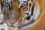 novel coronavirus, nadia, bronx zoo tiger nadia the first animal tested positive for covid 19, Bronx zoo