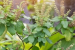 benefits of tulsi for skin in hindi, tulsi for skin, tulsi for skin how this indian herb helps in making your skin acne free glowing, Skin diseases benefits of tulsi for skin in hindi, tulsi for skin, tulsi for skin how this indian herb helps in making your skin acne free glowing, Skin diseases