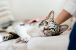 United states, coronavirus, two pet cats in new york test positive for covid 19, Dogs