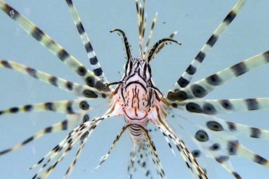 Venomous lionfish lefts Florida diver hospitalized!