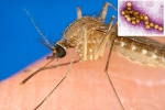 West Nile Virus cases, West Nile Virus 2021, russia warns of west nile virus, Diarrhea