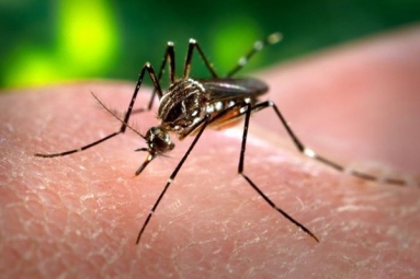 Florida Reports New Case Of Zika Infection
