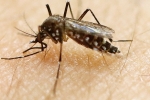 Zika-free florida, Florida, zika free florida, Birth defects