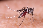 Rick Scott, Rick Scott, florida continue to offer zika tests for pregnant women, Florida top story