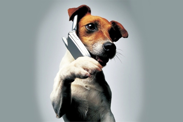 Smart dog dials 911},{Smart dog dials 911