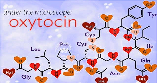 Oxytocin, the love bond},{Oxytocin, the love bond