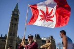 Recreational, Legalize, canada senate legalizes recreational marijuana, Marijuana