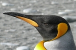 Danish researchers, nitrous oxide, laughing gas released from penguins poop causes a ruckusto the environment, Penguins