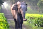 unique identification number, safety, tamed elephants in india to get unique identification numbers like aadhar, Elephants