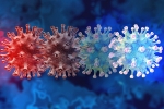 C.1.2 variant updates, C.1.2 variant symptoms, latest coronavirus variant evades vaccine protection, New coronavirus variant